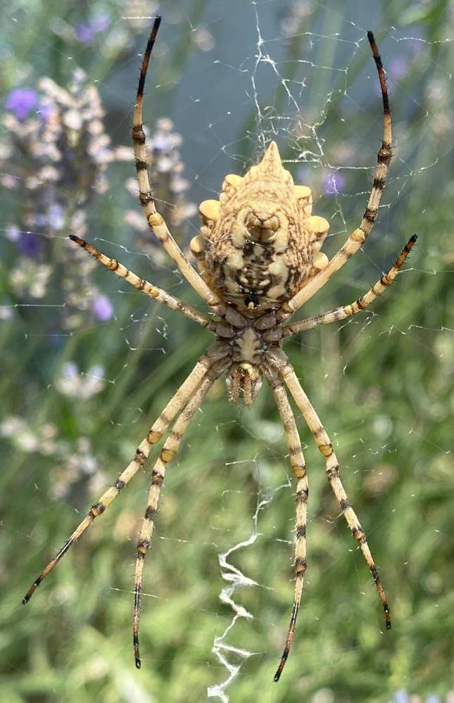 Dünyanın en zehirli örümceklerinden biri Aksaray’da görüldü! Vatandaşlar tedirgin 4